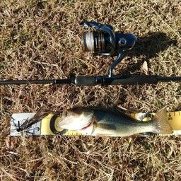 ラージマウスバス