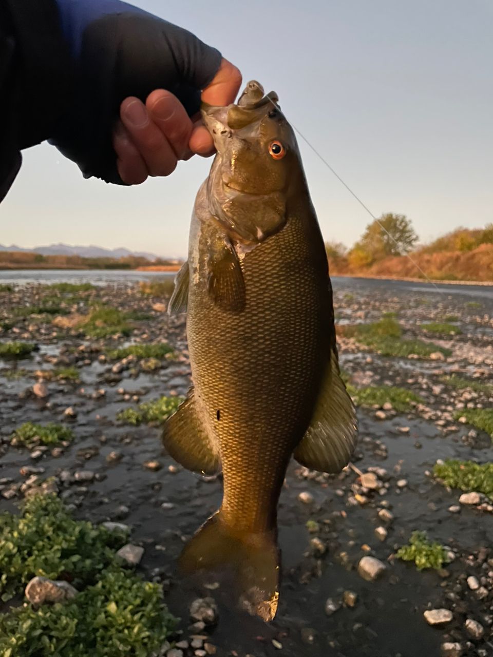 スモールマウスバス