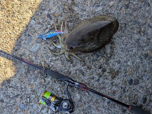 コウイカの釣果