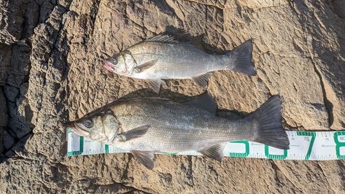 ヒラスズキの釣果