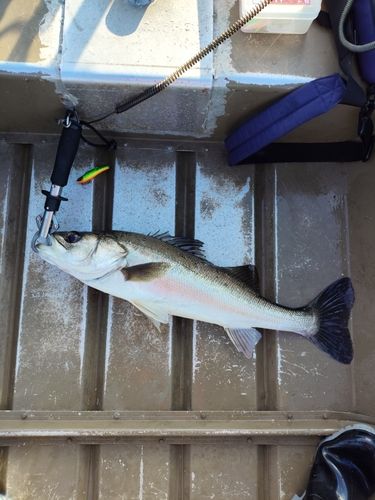 シーバスの釣果