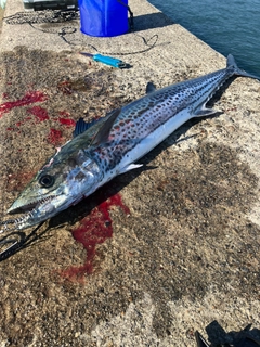 サワラの釣果