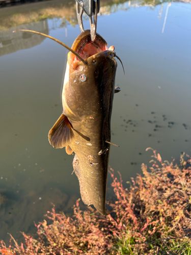 ナマズの釣果