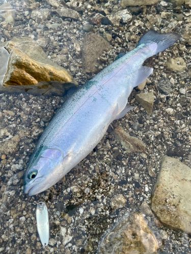 ニジマスの釣果