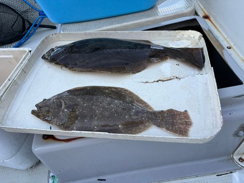 ヒラメの釣果