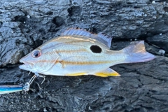 クロホシフエダイの釣果