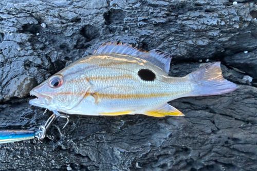 クロホシフエダイの釣果