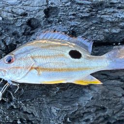 クロホシフエダイ