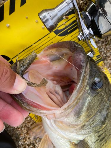 ブラックバスの釣果
