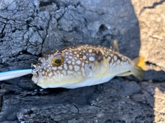 コモンフグの釣果