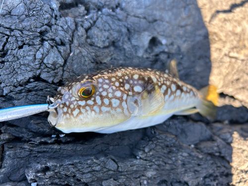 コモンフグの釣果