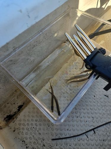 ワカサギの釣果