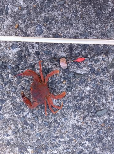 カニの釣果