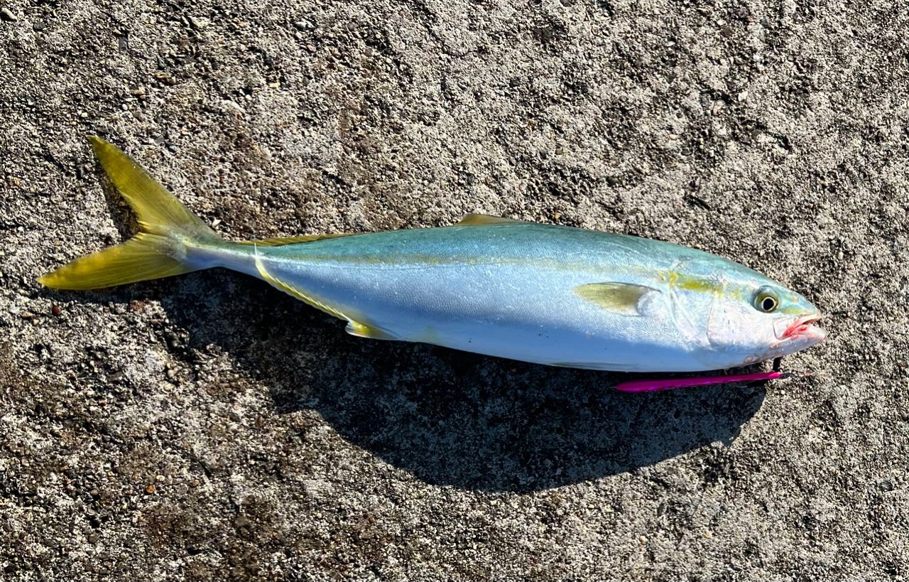 DAIWA 22オーバーゼア 106MHHの最安値・インプレ・釣果 | 本音の口コミ