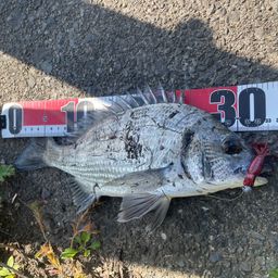 ミナミクロダイ