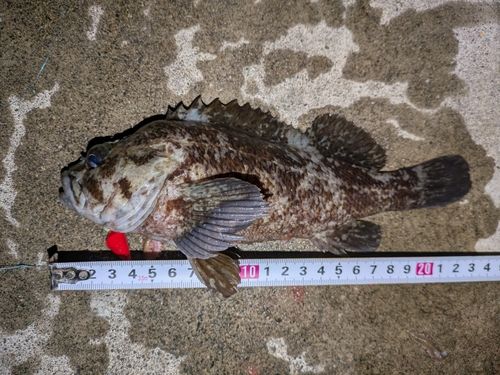 ムラソイの釣果