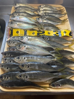 マアジの釣果