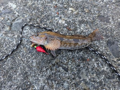 アイナメの釣果