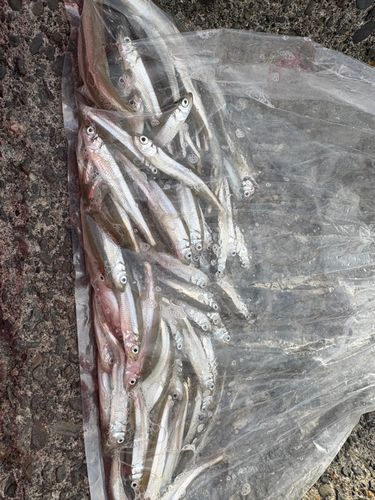 ワカサギの釣果