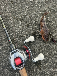 アブラコの釣果