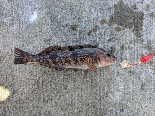 アイナメの釣果