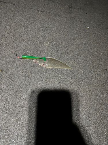 シタビラメの釣果