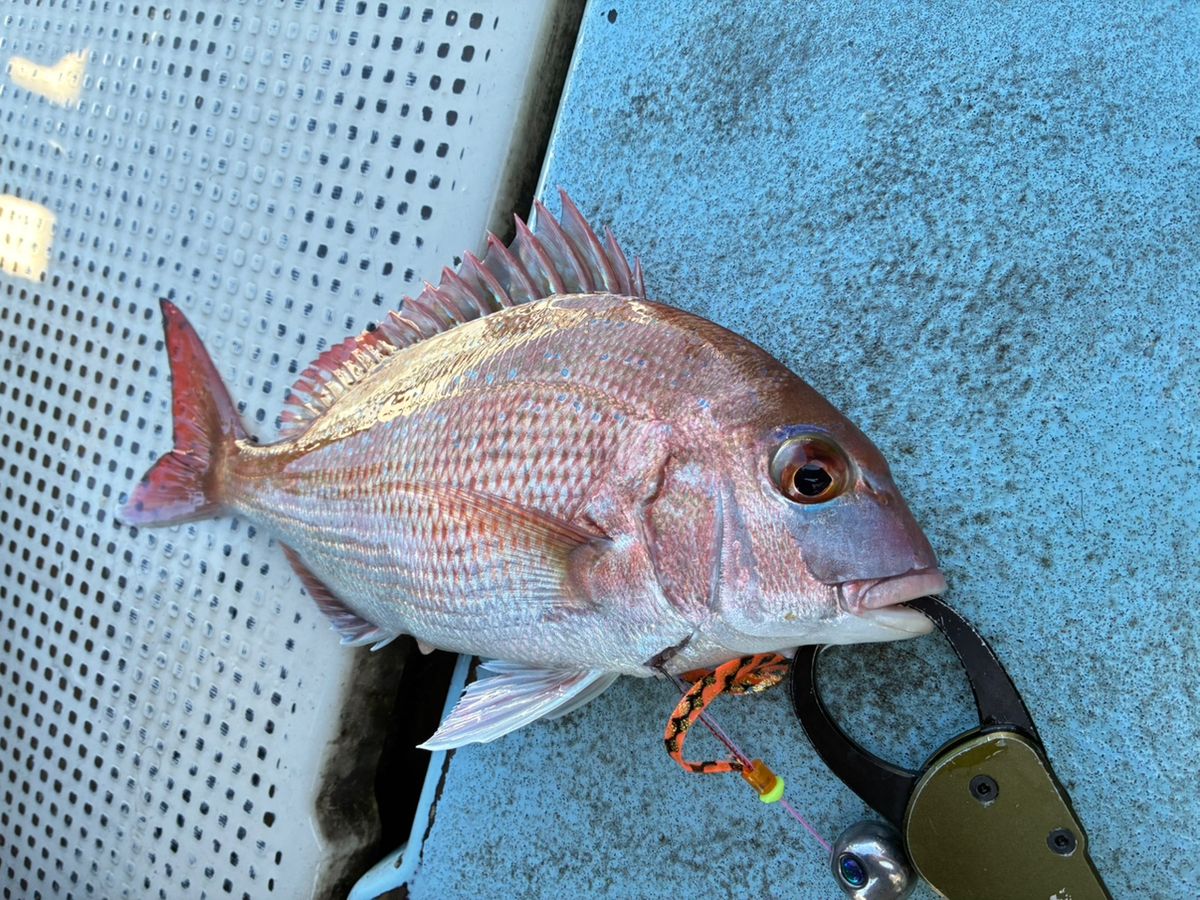 手羽崎さんさんの釣果 2枚目の画像