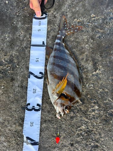 タカノハダイの釣果