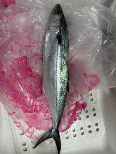 サゴシの釣果