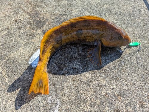 アイナメの釣果