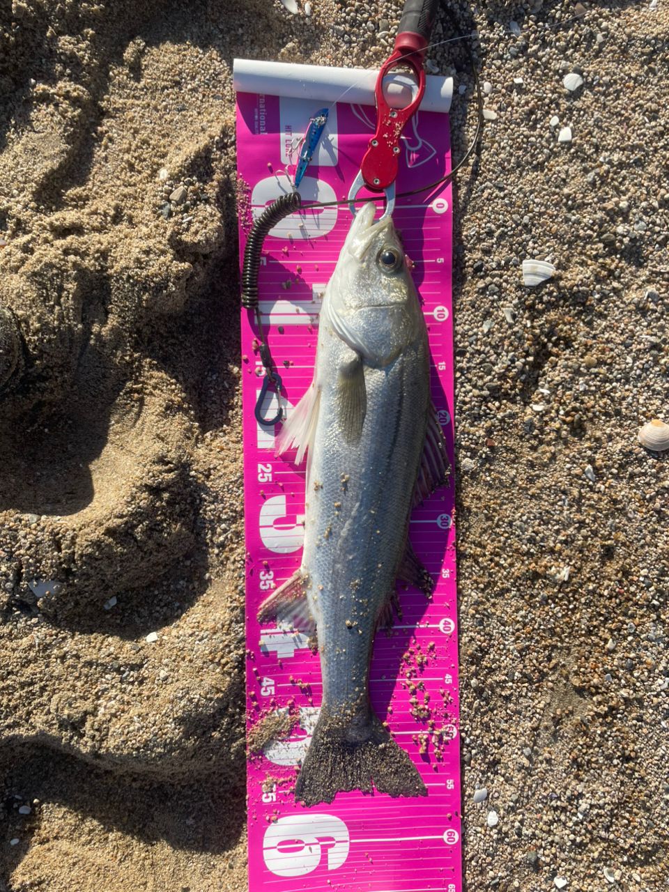 SHIMANO 19ヴァンキッシュ C5000XGの最安値・インプレ・釣果 | 本音の