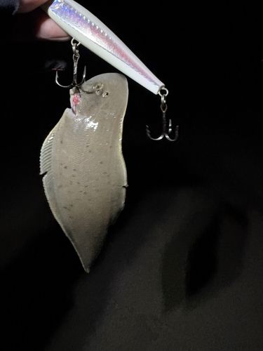 シタビラメの釣果