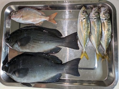 アジの釣果
