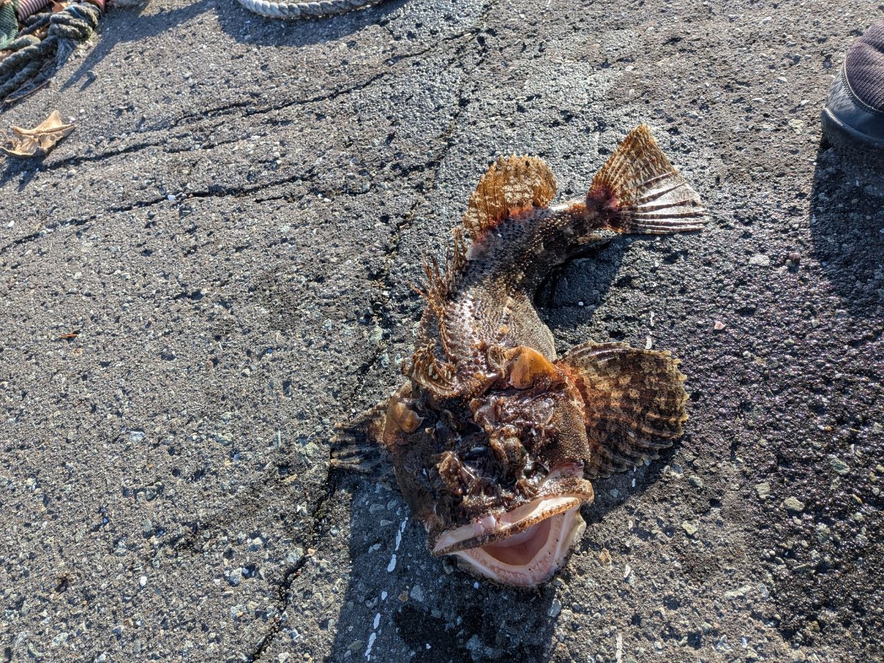 トウベツカジカ