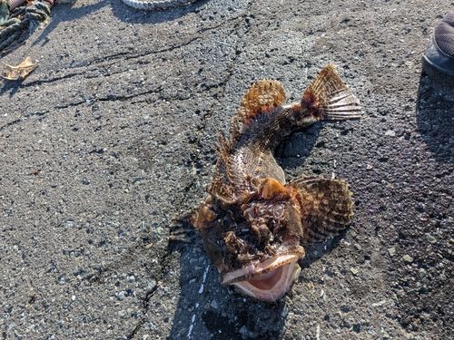 トウベツカジカの釣果