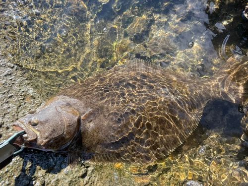 ヒラメの釣果