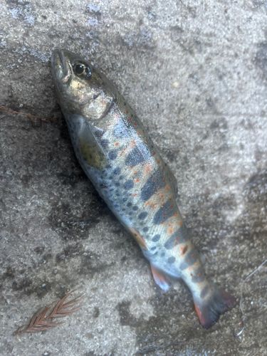 アマゴの釣果