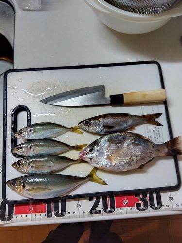 アジの釣果