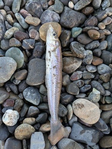 シロギスの釣果