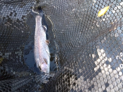 ニジマスの釣果