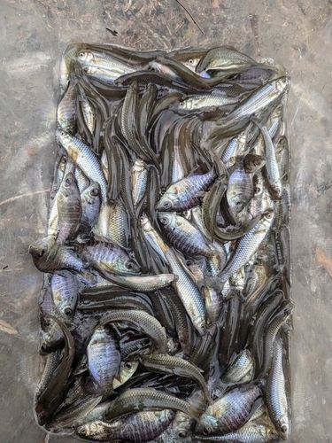 クチボソの釣果