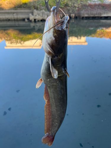 ナマズの釣果