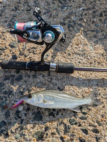 セイゴ（マルスズキ）の釣果