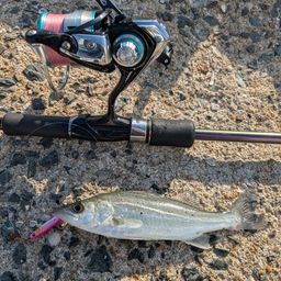 セイゴ（マルスズキ）