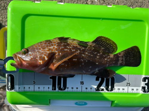 キジハタの釣果