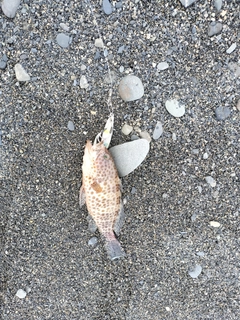 オオモンハタの釣果