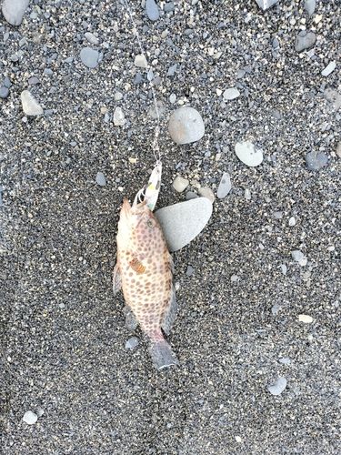 オオモンハタの釣果