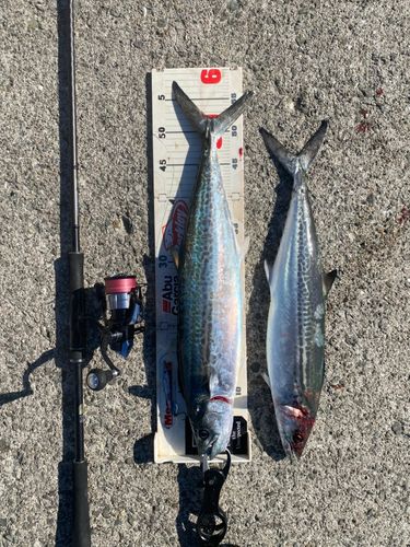 サゴシの釣果