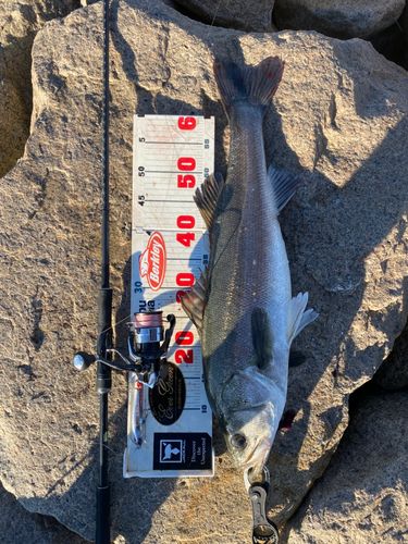 シーバスの釣果