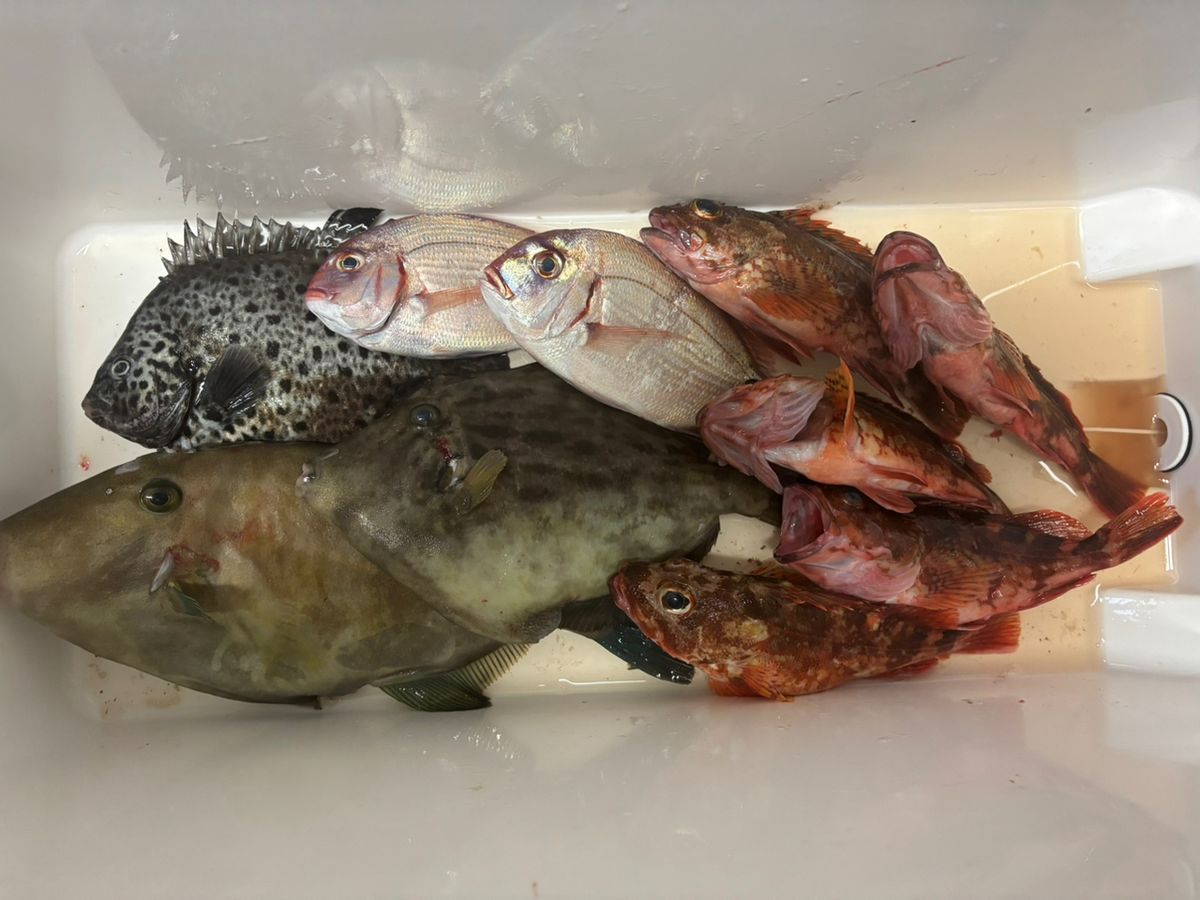 ステルスさんの釣果 2枚目の画像